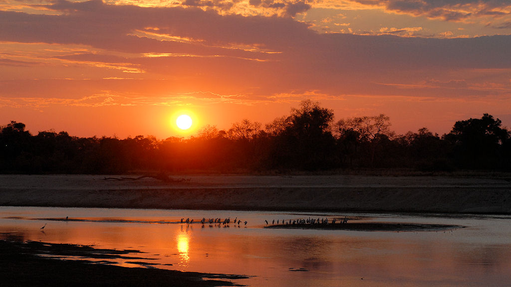 Sonnenuntergang am Luangwa
Auf einer Sandbank übernachten Nimmersatts
4295