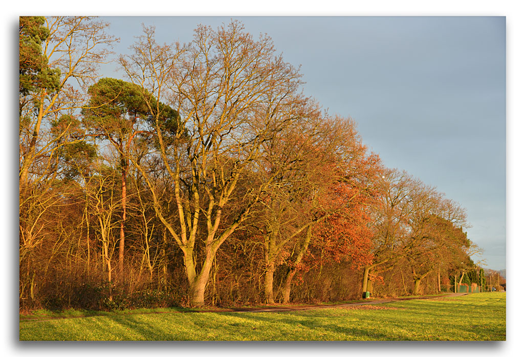 sonnenuntergang am waldrand