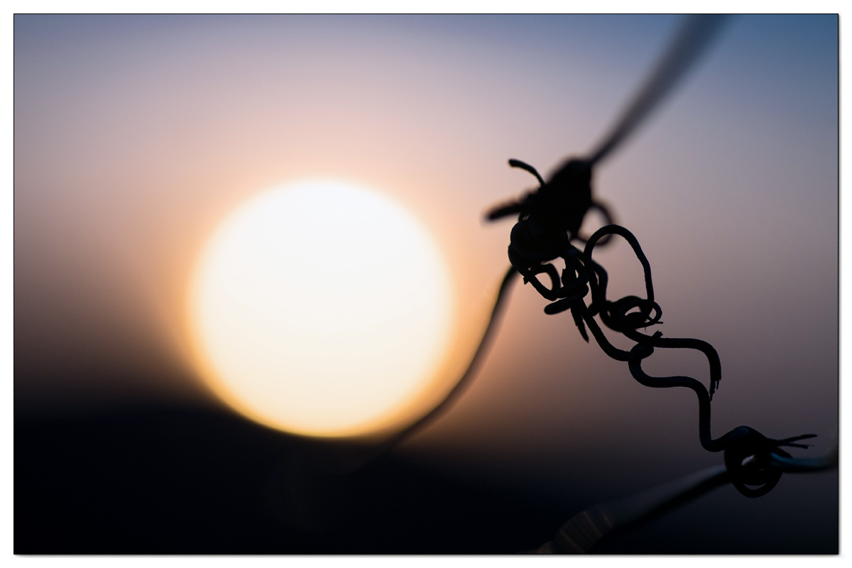 Sonnenuntergang im Weinberg
