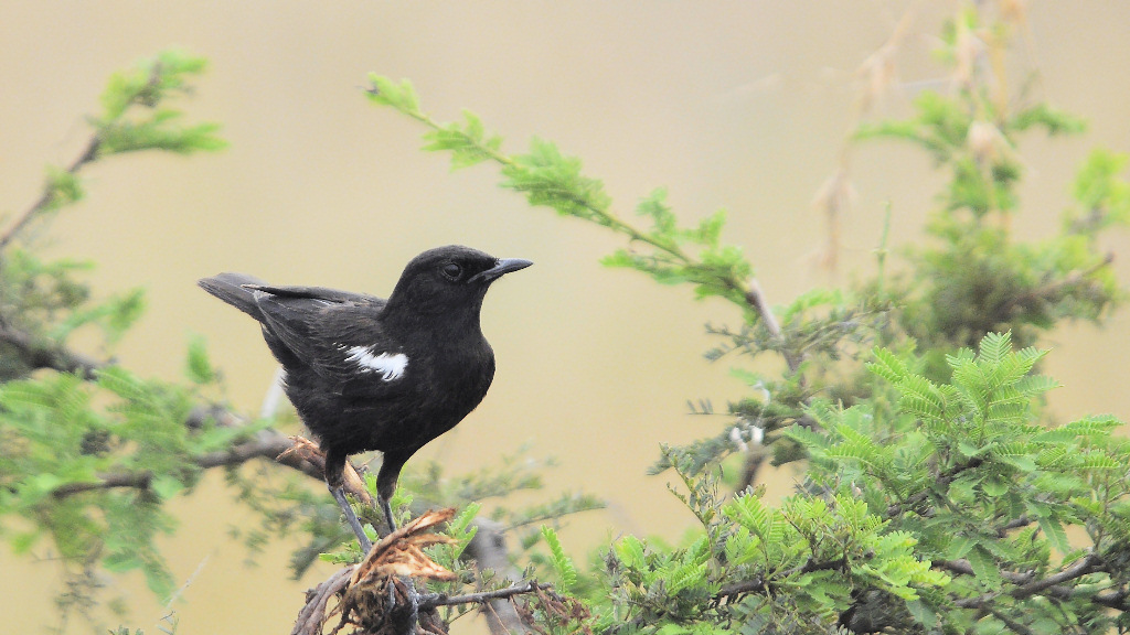 sooty chat 5a