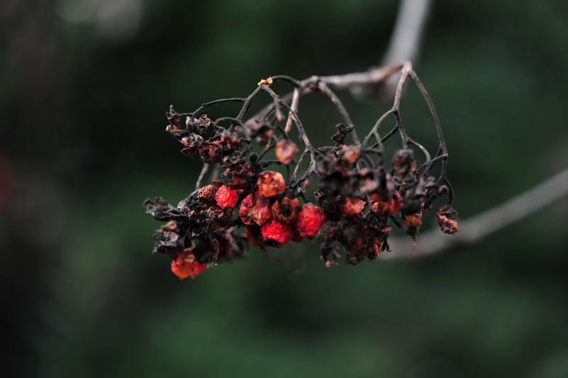 sorbus auc herbst09w3