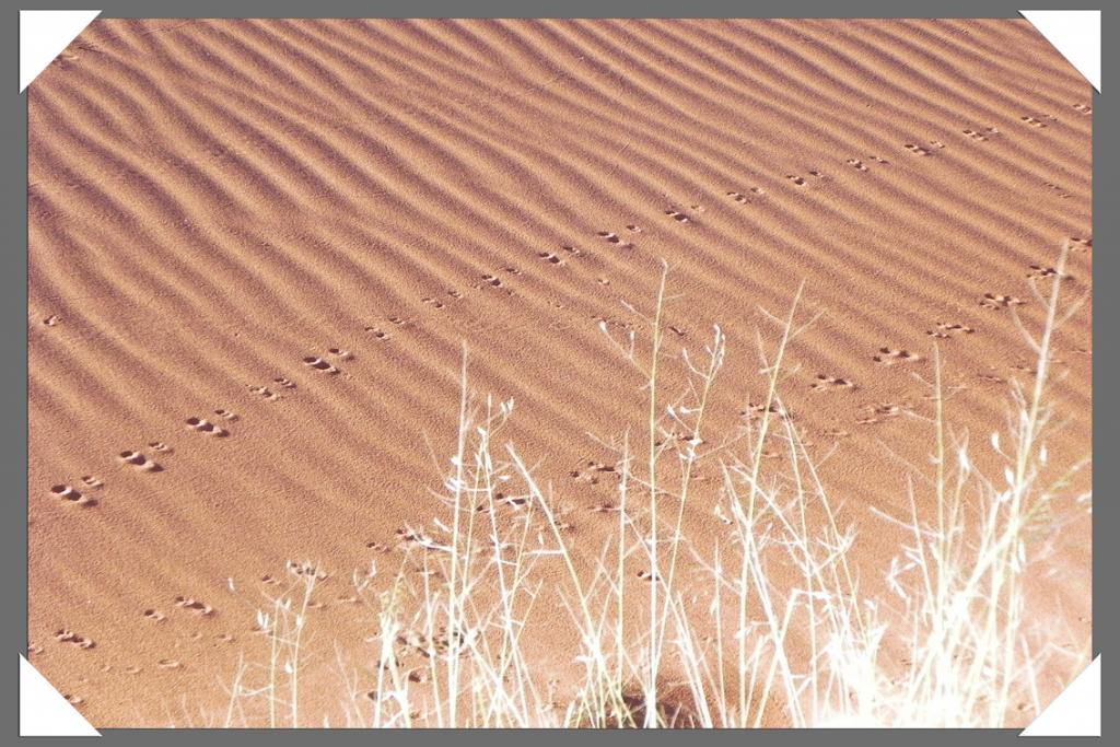 Soussosvlei_Düne 45