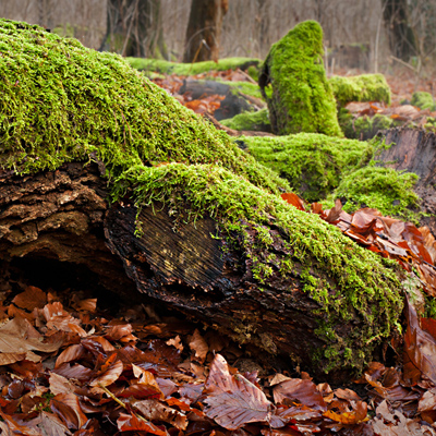 Sozusagen vor unserer Haustür liegt im Wald eine menge abgestorbenes Gehölz. Schön vermoost ist es ein Hingucker.