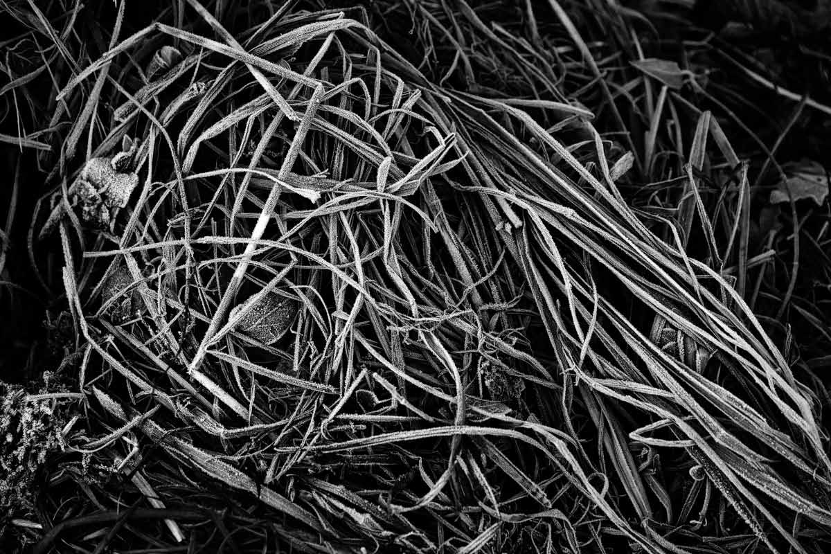 Spaghetti-Eis BW.jpg