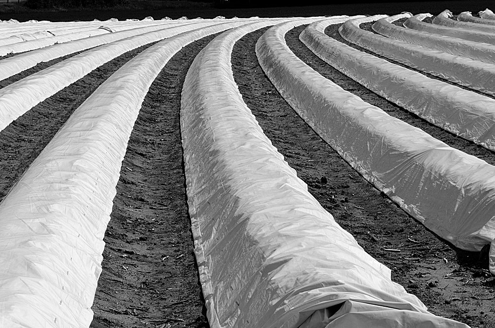 Spargel 08 b