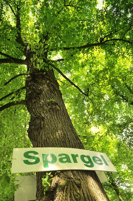 spargel