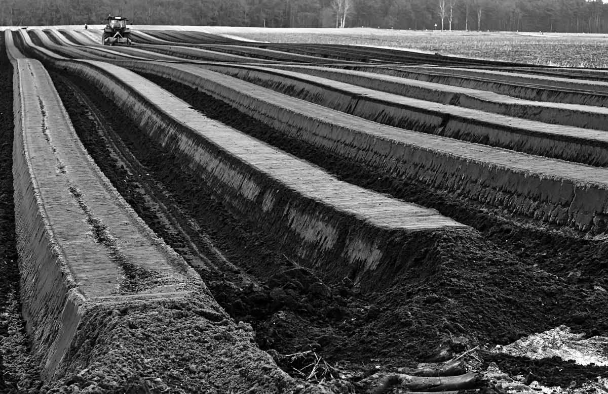 Spargeldämme 1 BW- 2.jpg