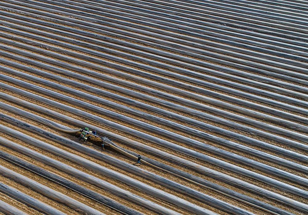 spargelernte diagonal bonnescape