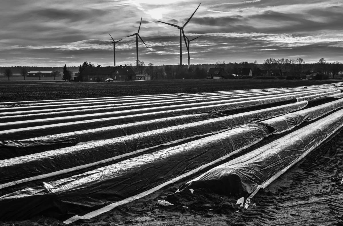 Spargelfeld 2 BW.jpg