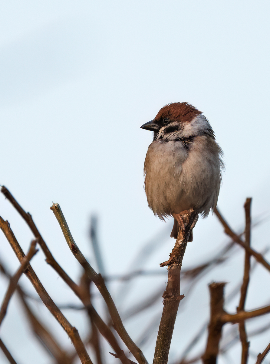 Sparrow1.jpg