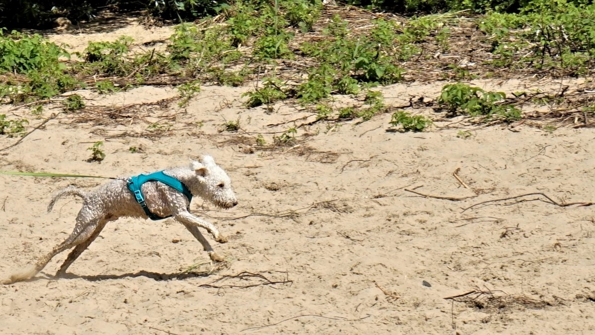 Spass am Elbstrand.jpg