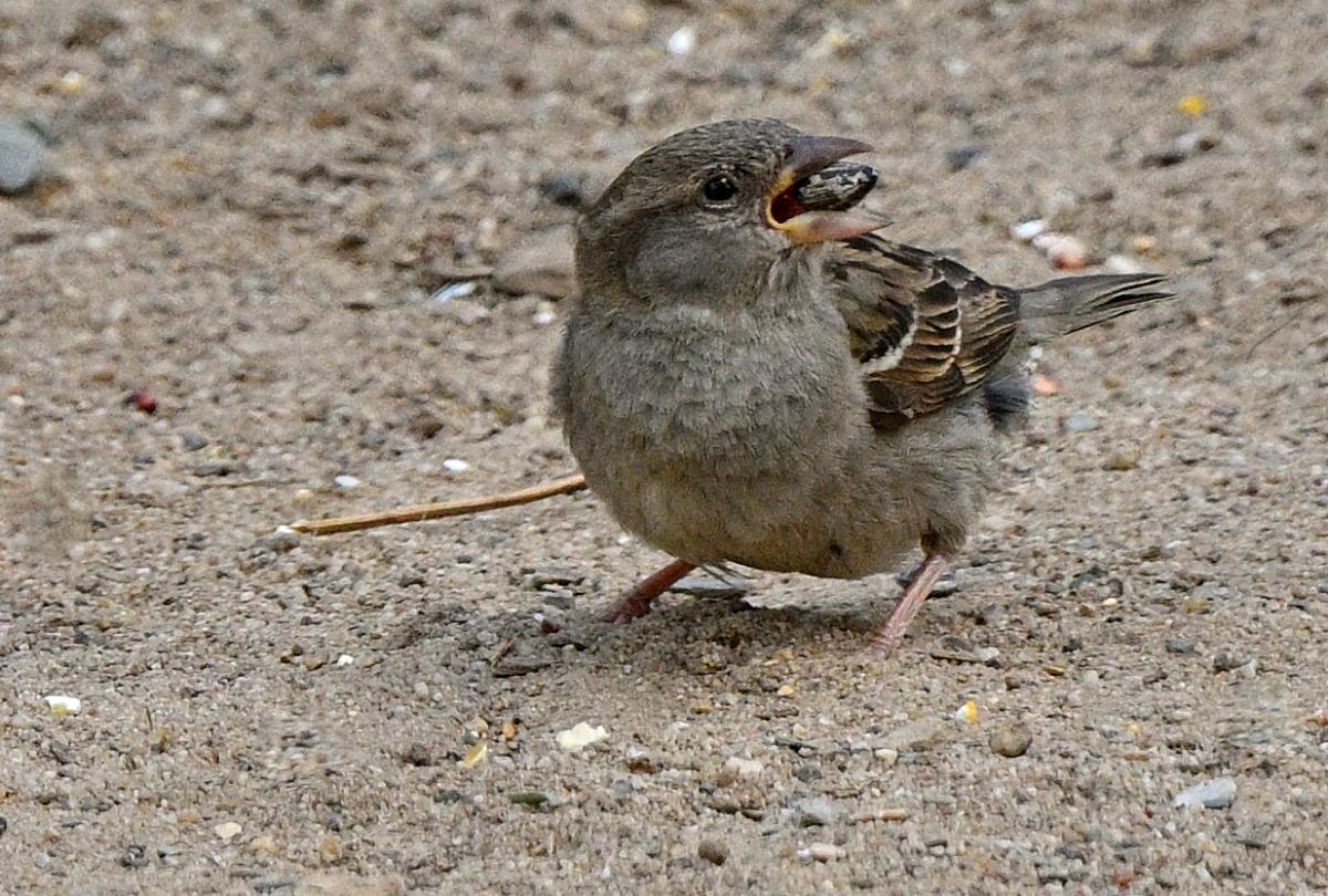 spatz-01.JPG