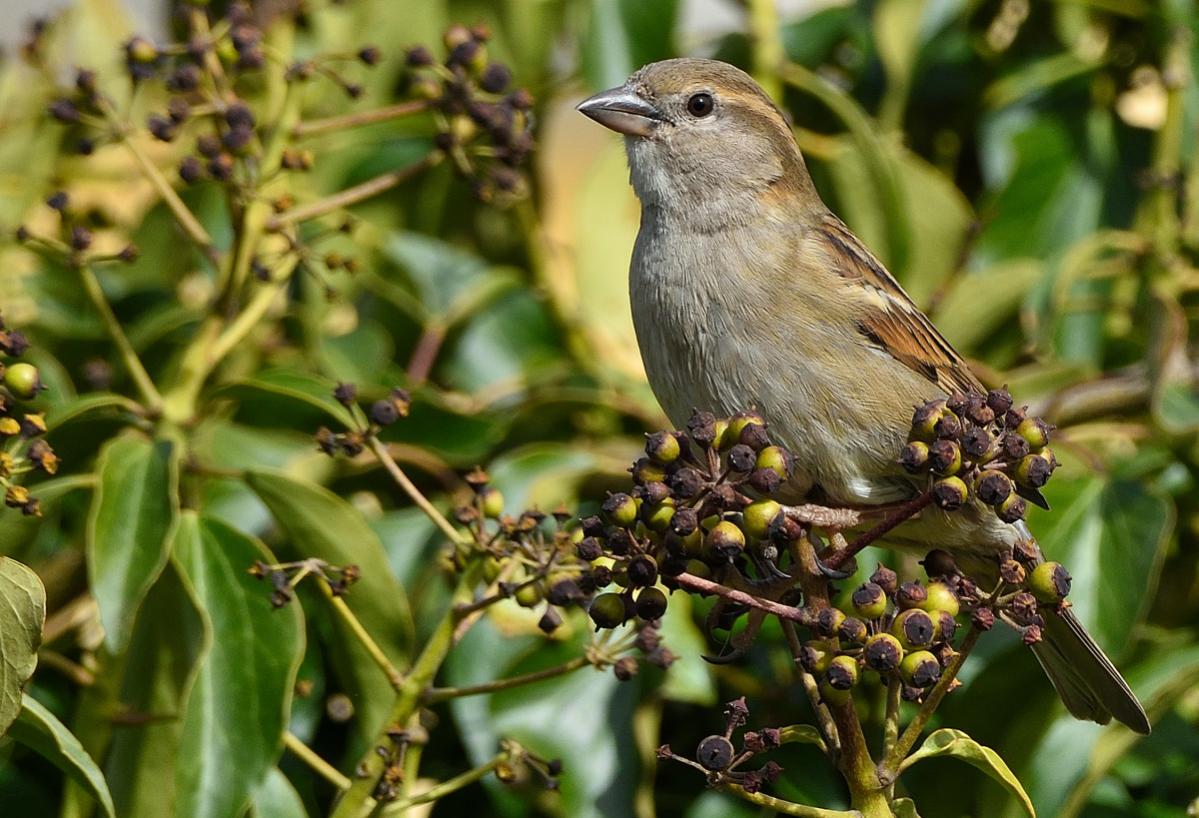 Spatz 01