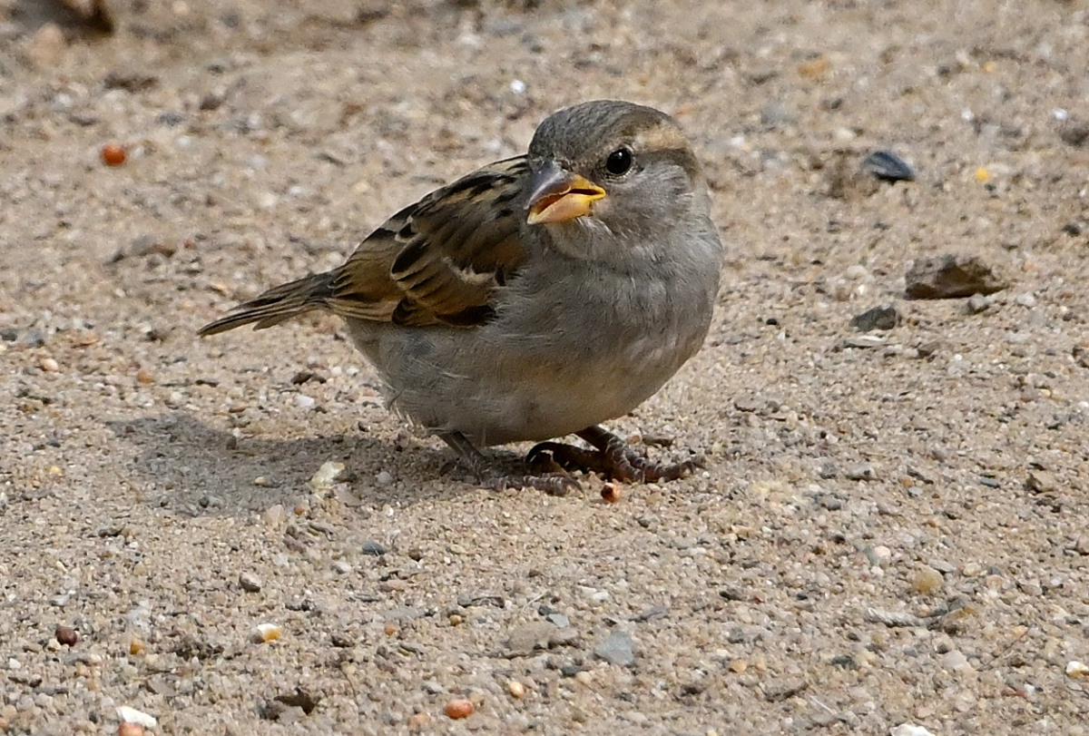 spatz-03.JPG