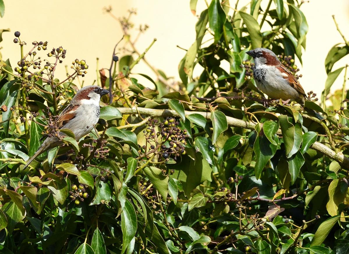 Spatz 03