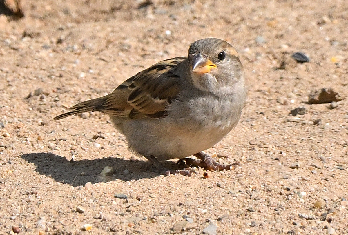 spatz-04.JPG