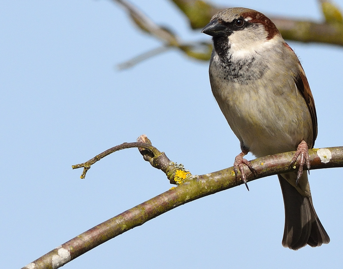 Spatz 04