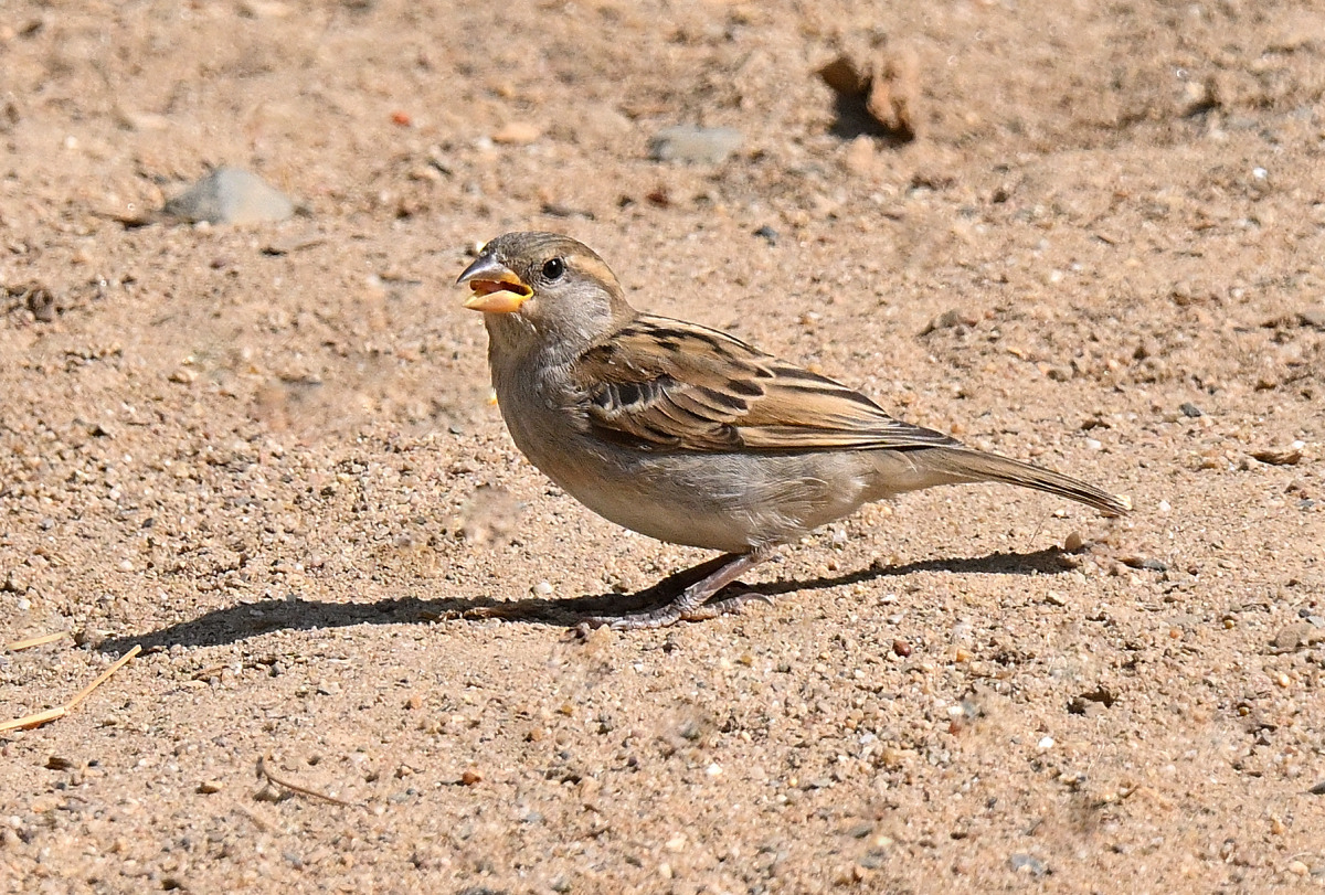 spatz-05.JPG