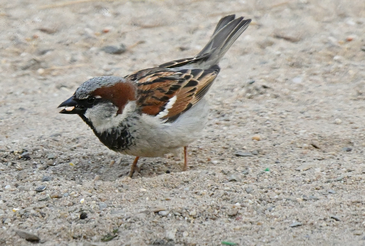 spatz-06.JPG