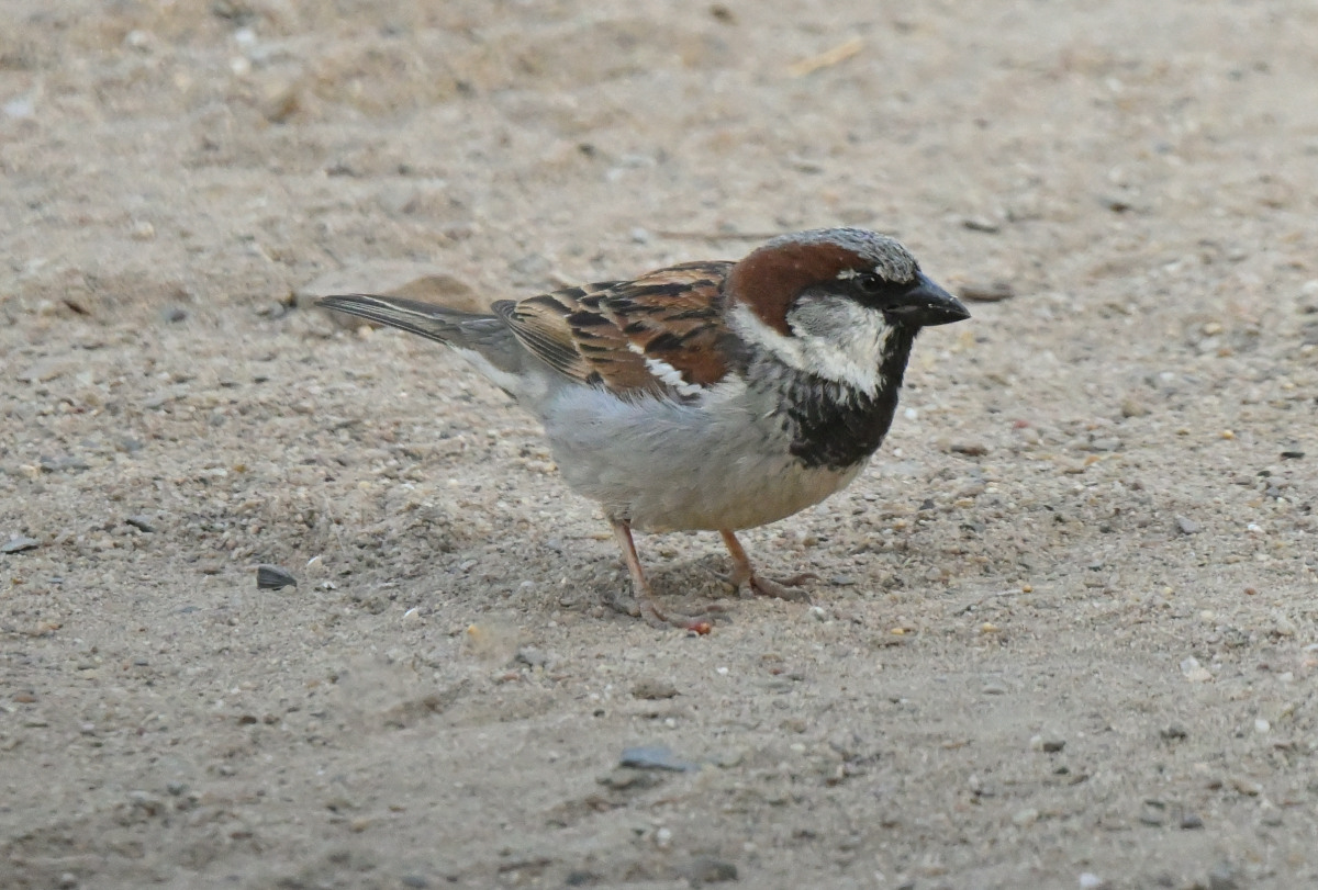 spatz-07.JPG