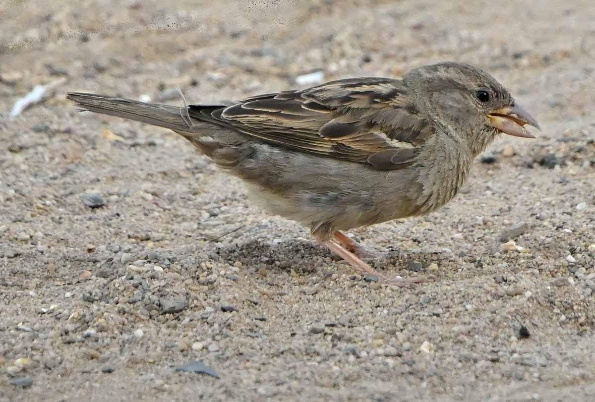 spatz-08.JPG