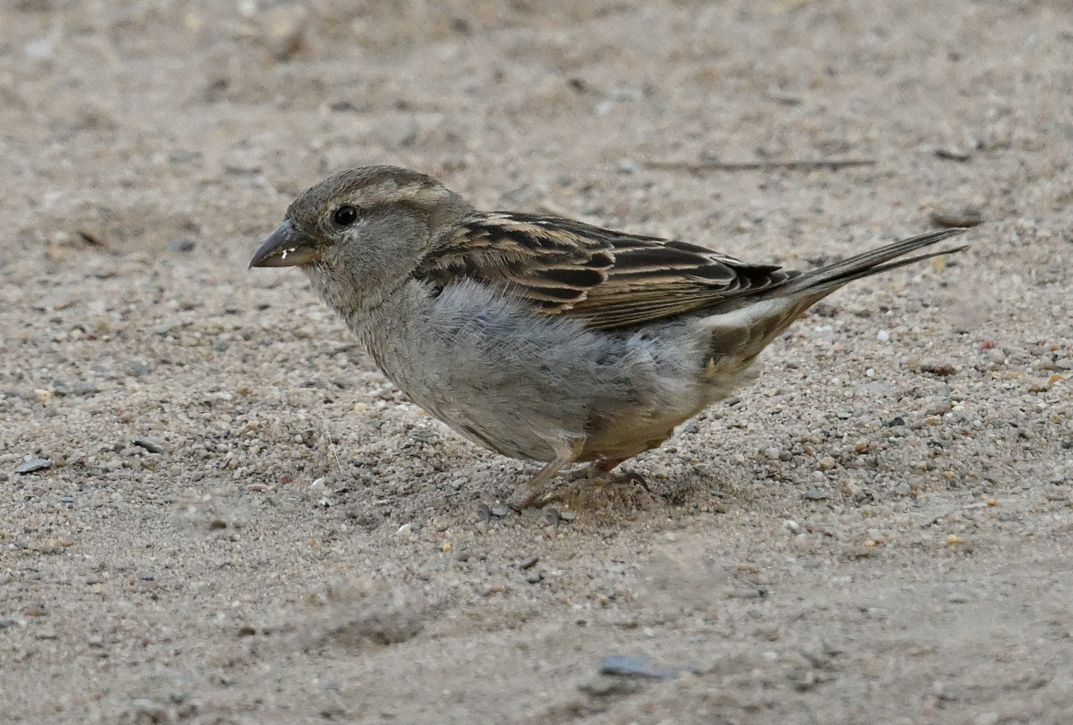 spatz-09.JPG