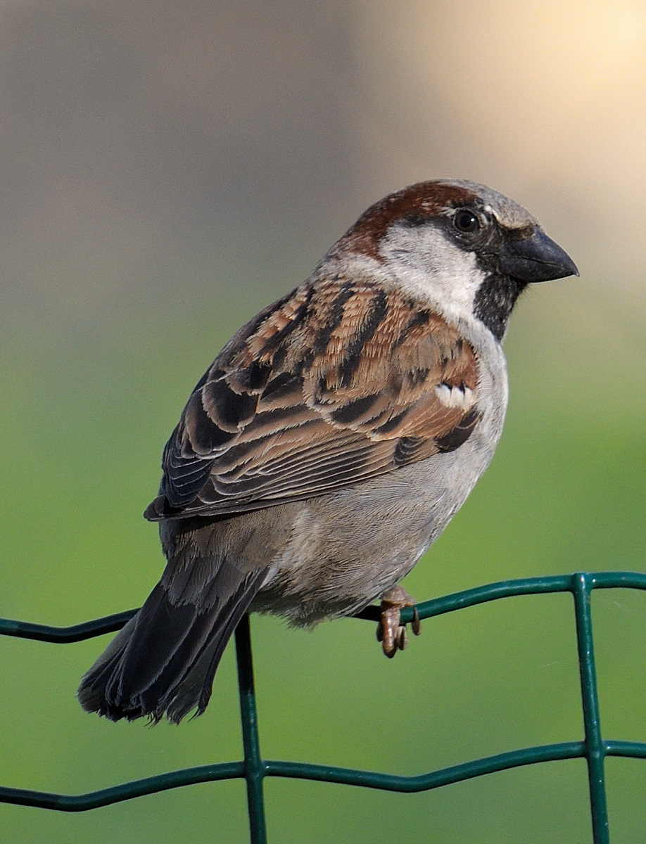 spatz-1.JPG