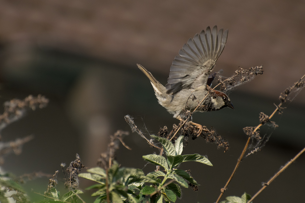 Spatz 1