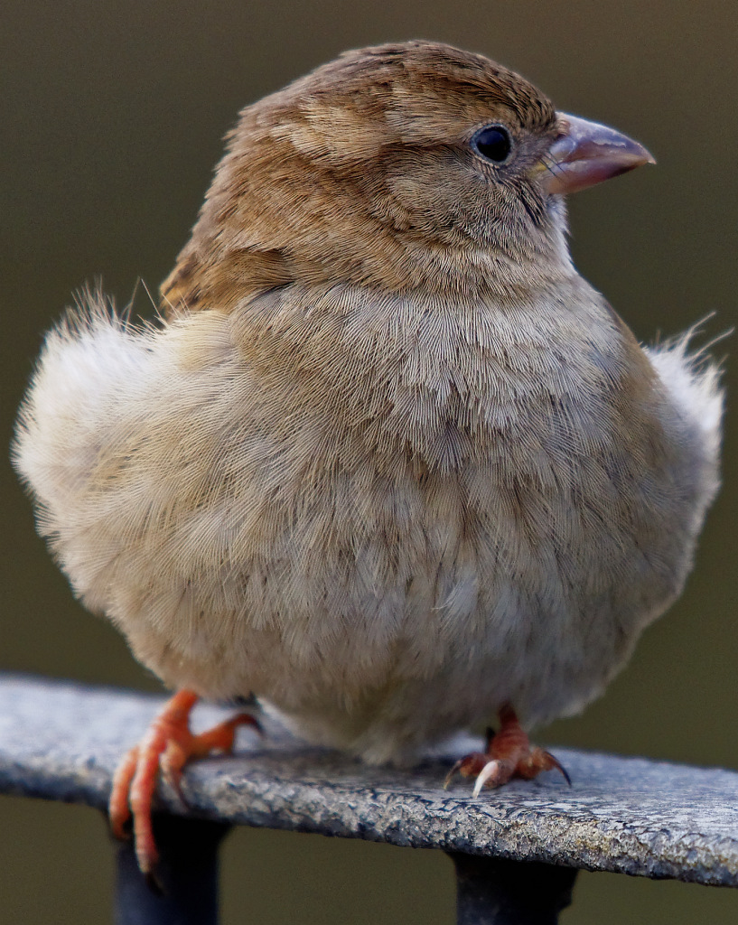Spatz 2 Crop
