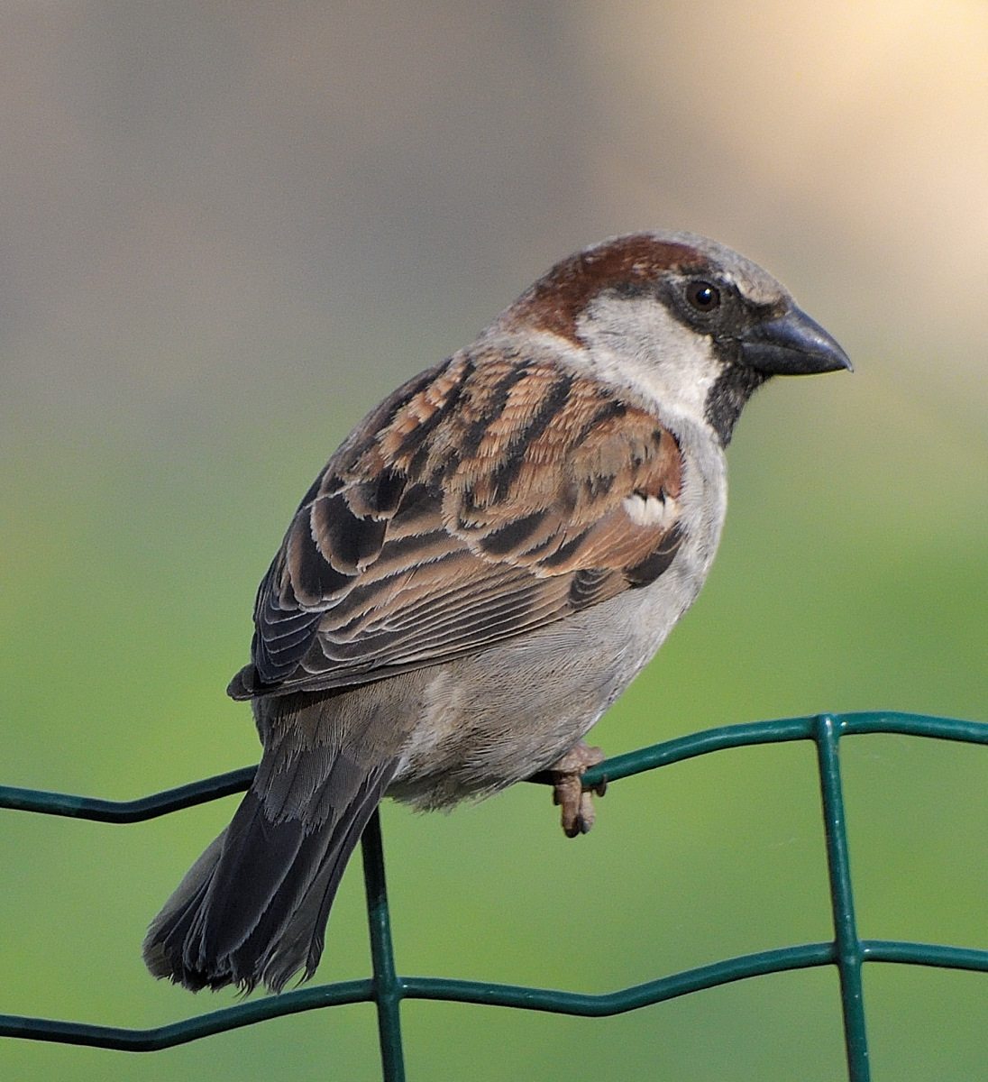 spatz-2.JPG