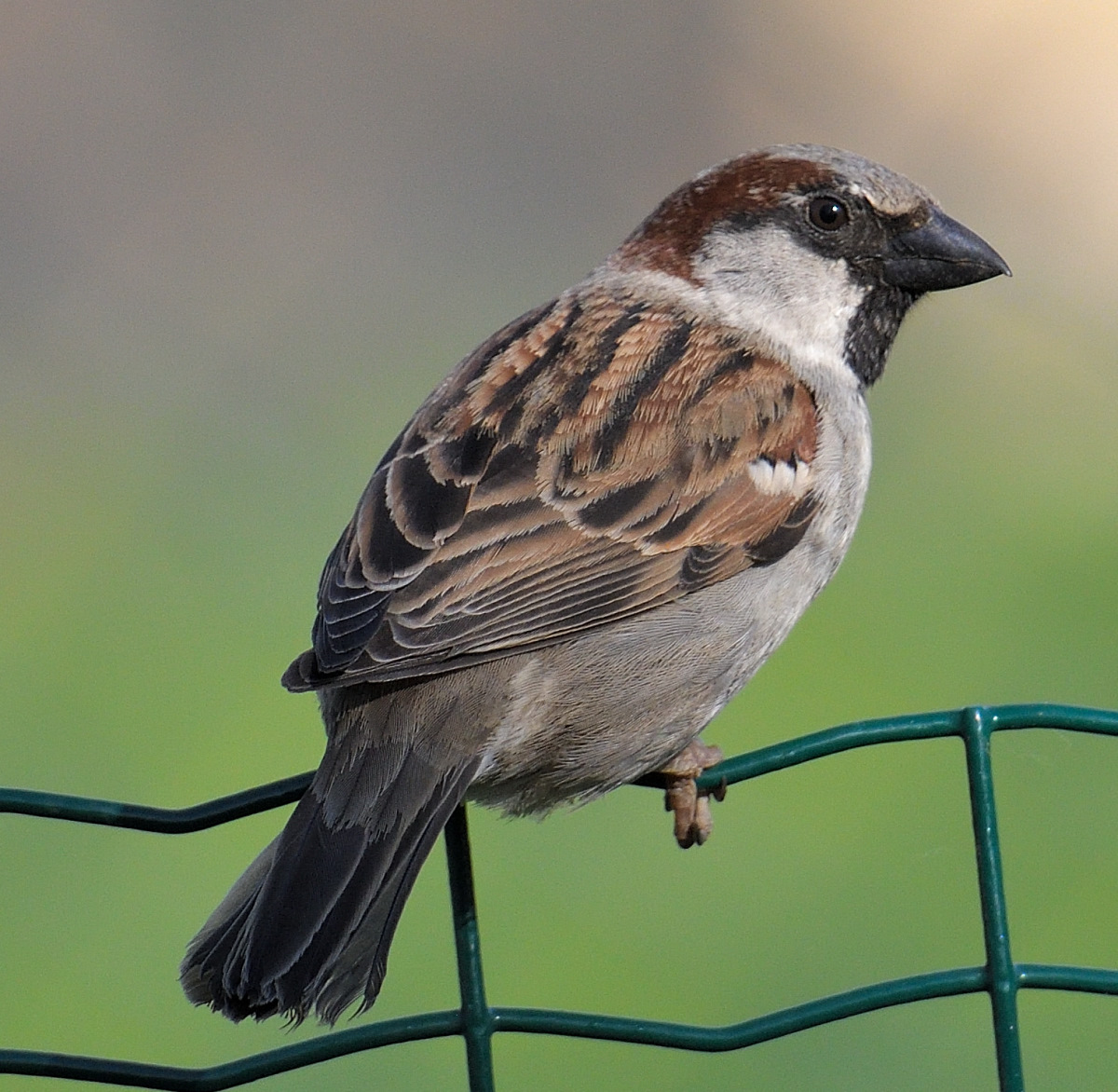spatz-3.JPG