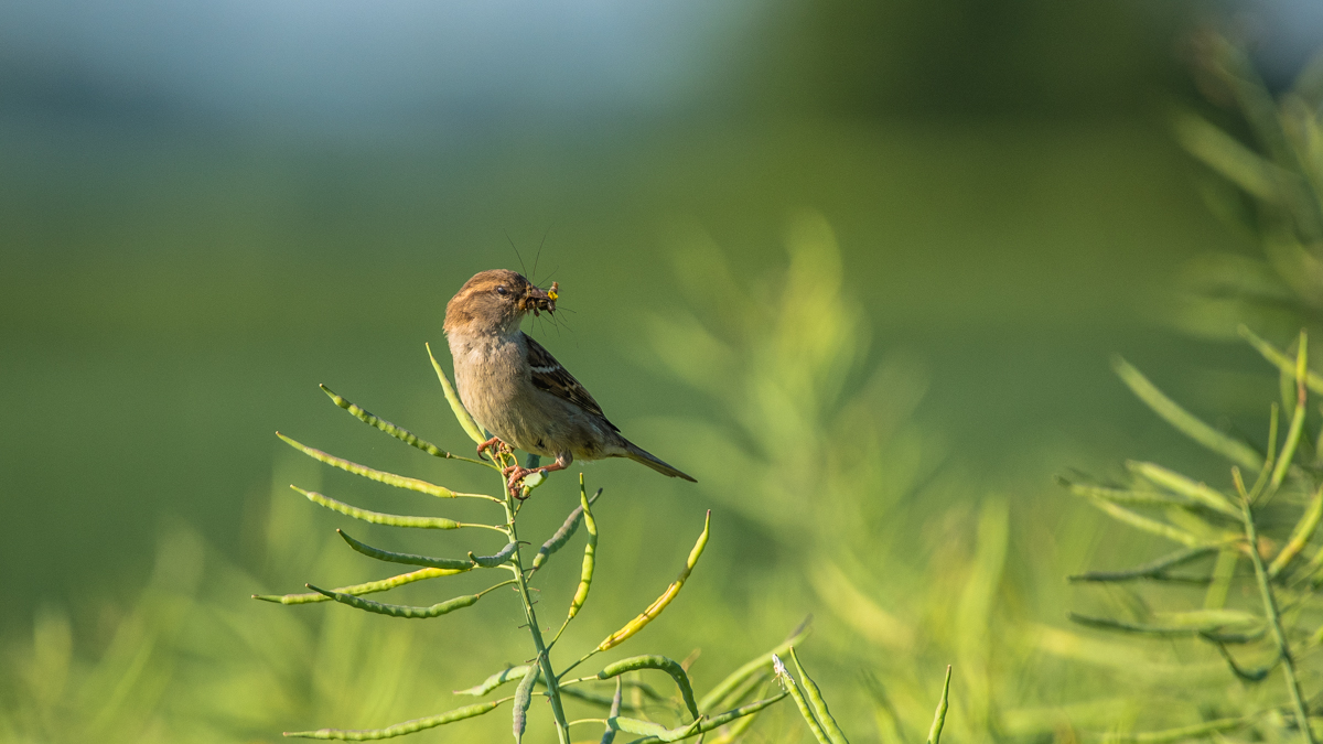 Spatz 3