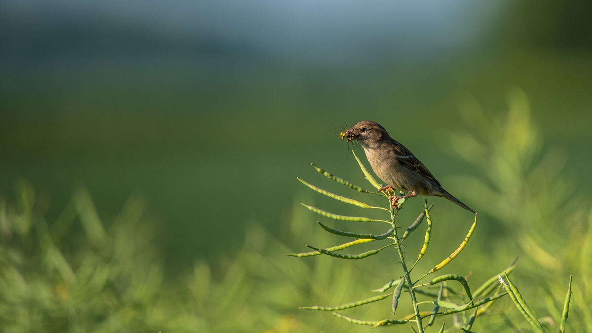 Spatz 4