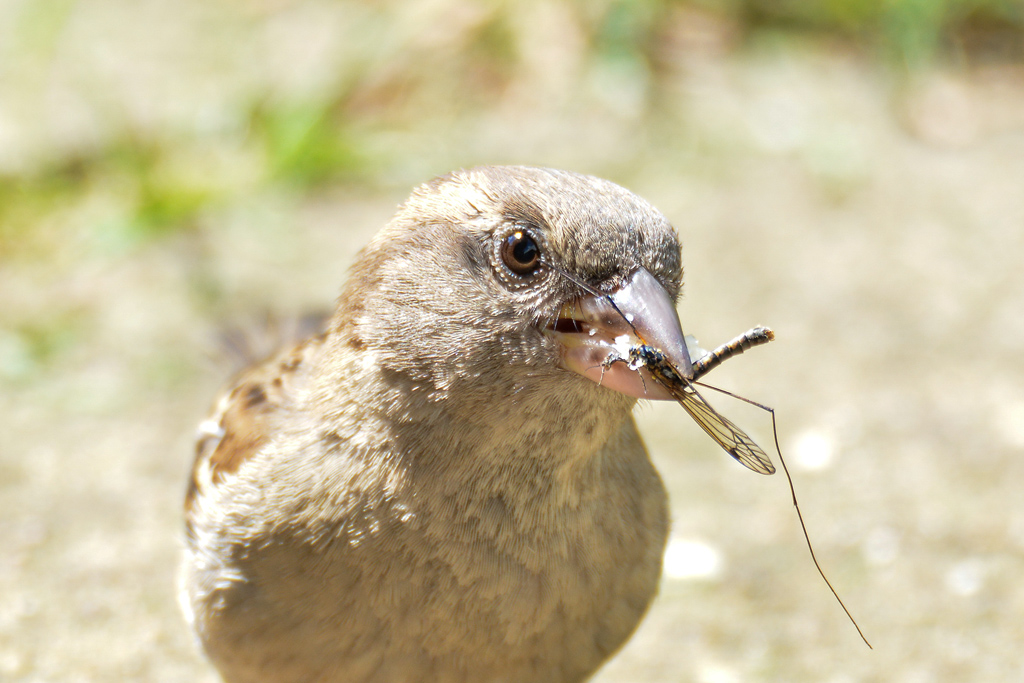 Spatz 971
