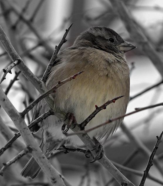 Spatz an der Strandpromenade von Binz - Winter 2010