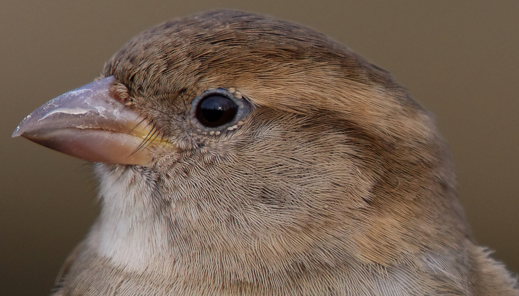 Spatz Crop