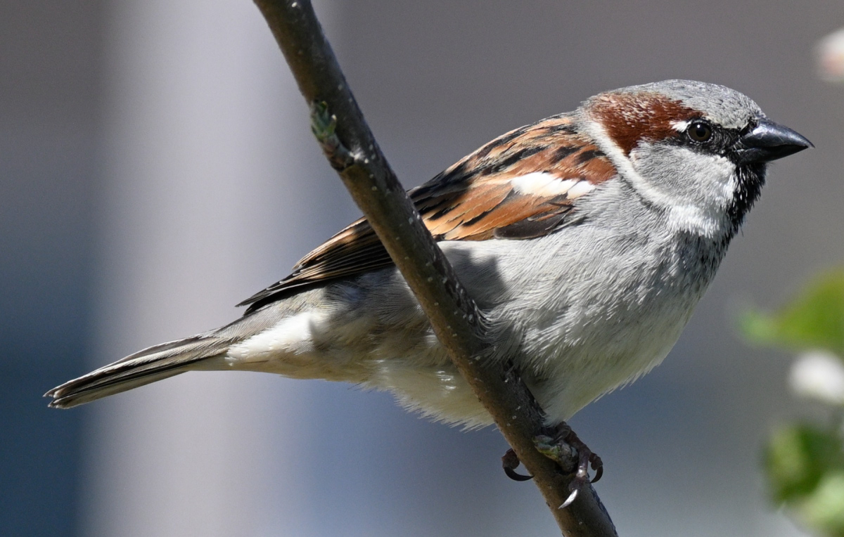 Spatz.JPG