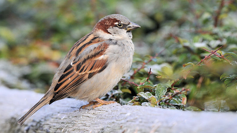 Spatz
Luisenpark Mannheim
6385