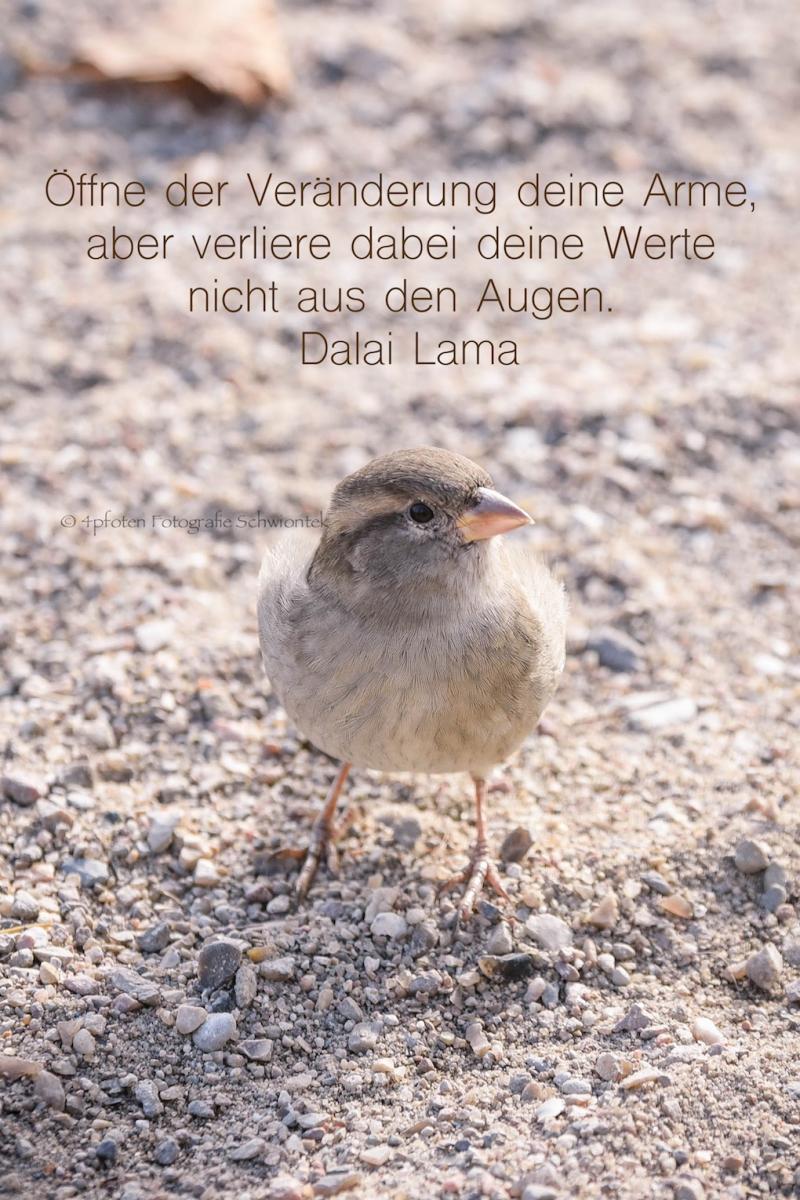 Spatz mit Satz
