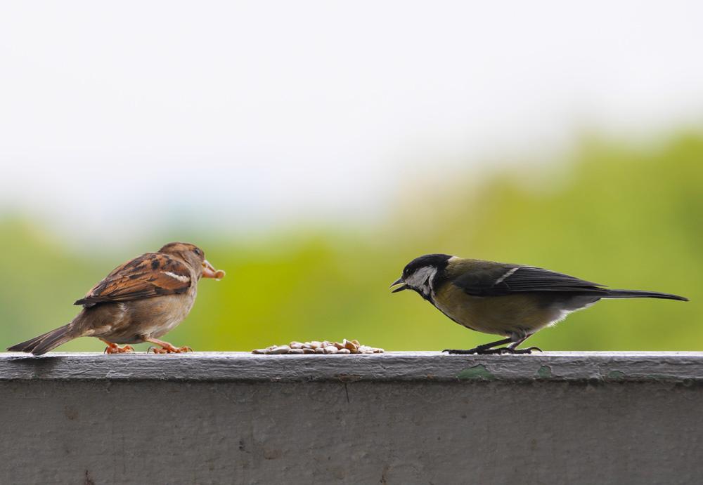 Spatz und Meise