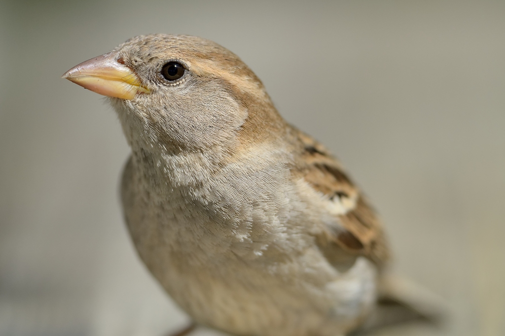 Spatz weiblich 062014