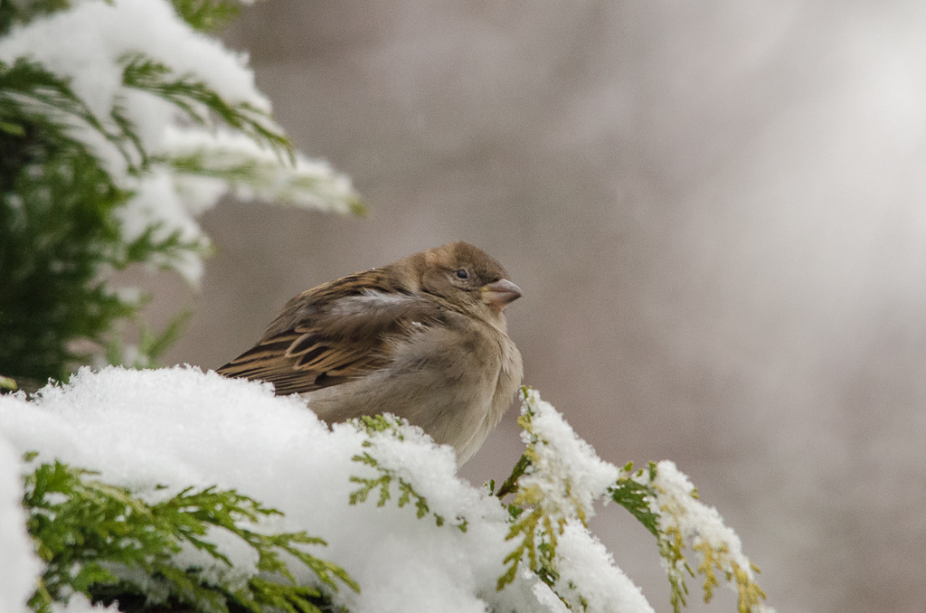 Spatz
