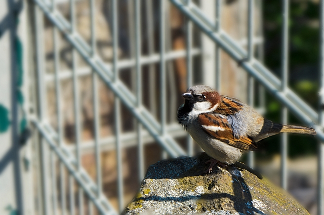 SPATZ