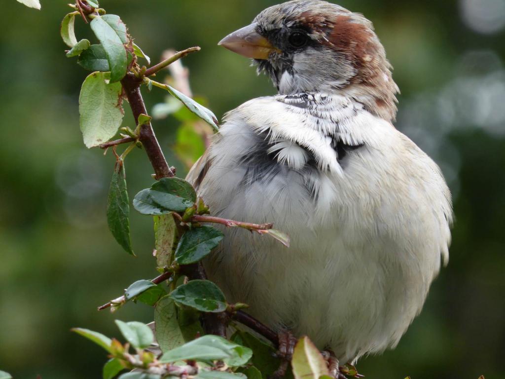 Spatz