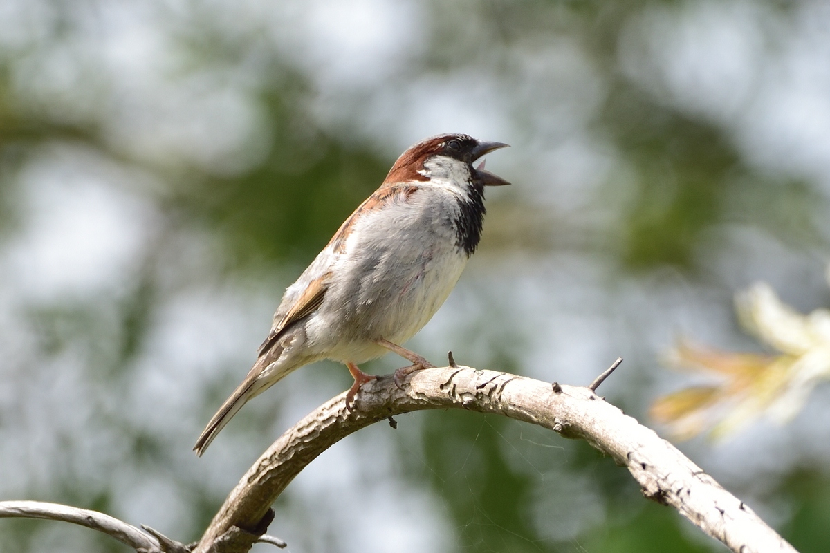 Spatz