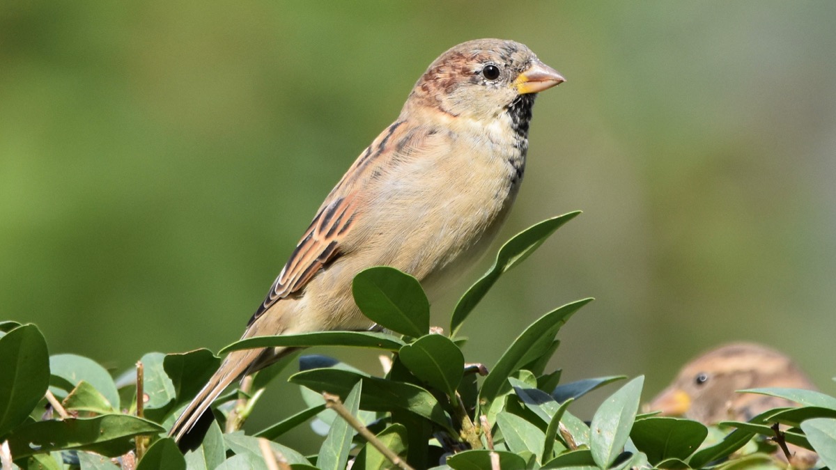 Spatz