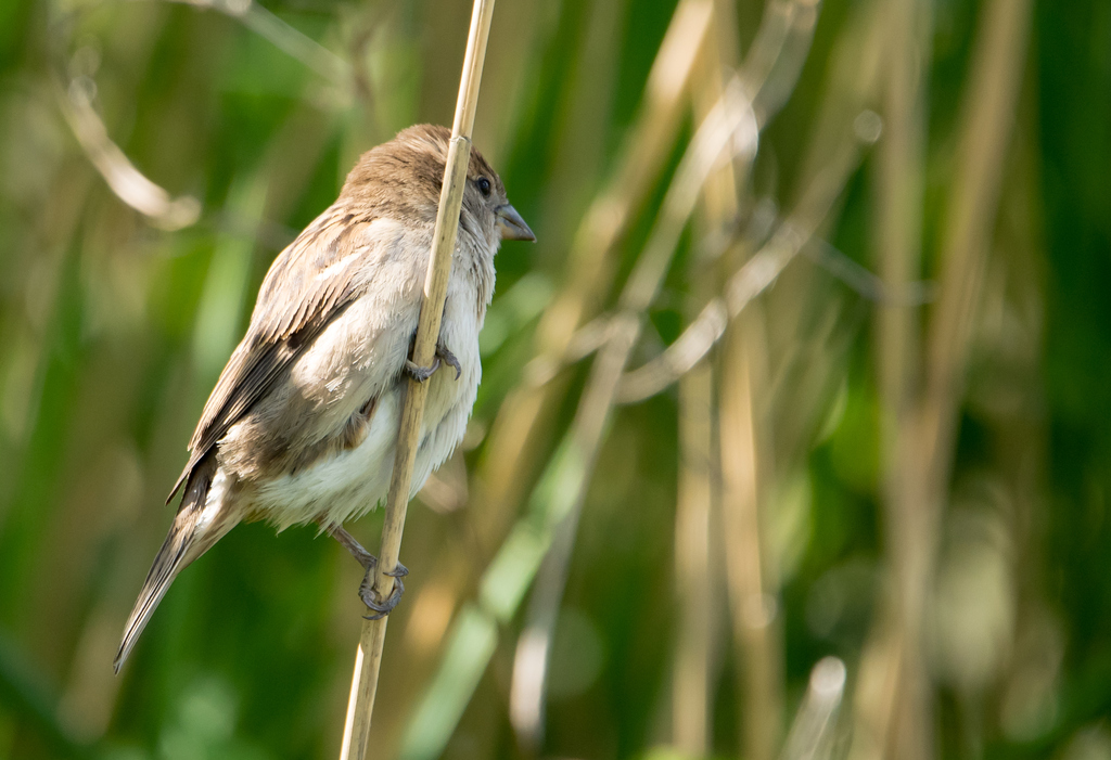 Spatz01