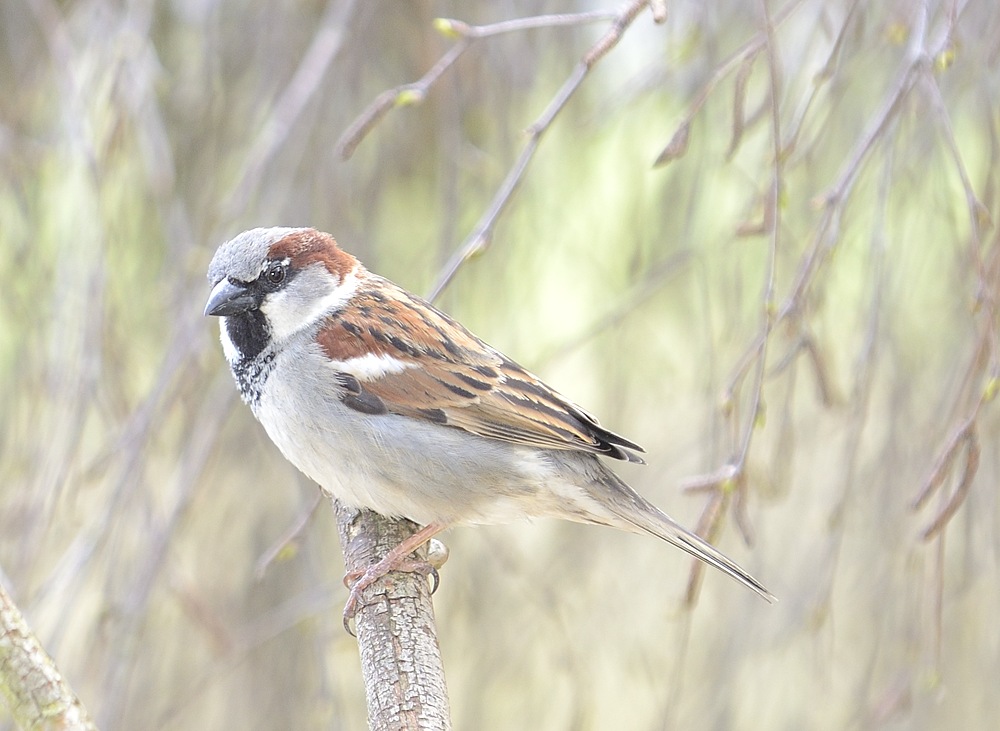 Spatz01