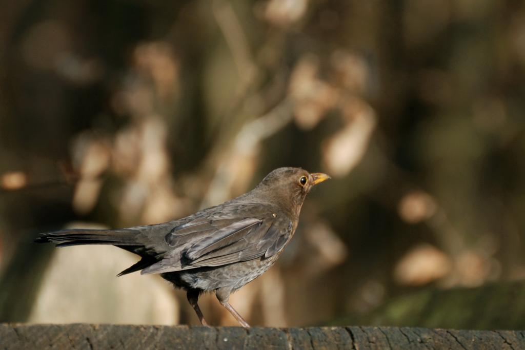 Spatz1