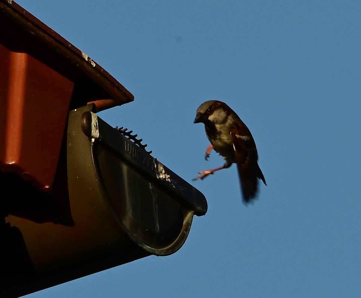 Spatz3_Zf_Firmwareupdate.jpg